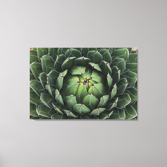 Agave victoriae reginae Canvas Print Leinwanddruck (Vorderseite)