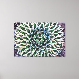 Agave victoriae reginae Canvas Print Leinwanddruck