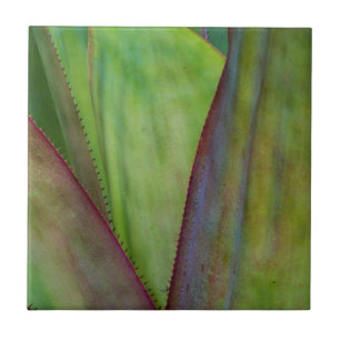 Agaven-Pflanzendetail Fliese