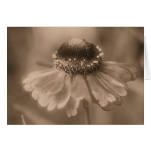 Age Sepia Daisy Flower Fotografy Card