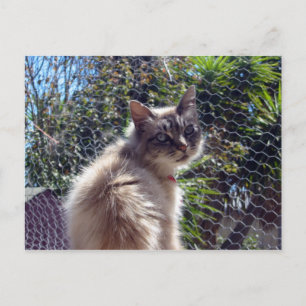 Aggie Postkarte