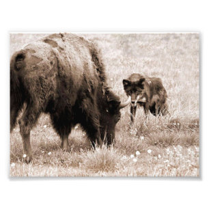 Aggressiver Bison und schwarzer Wolf Fotodruck