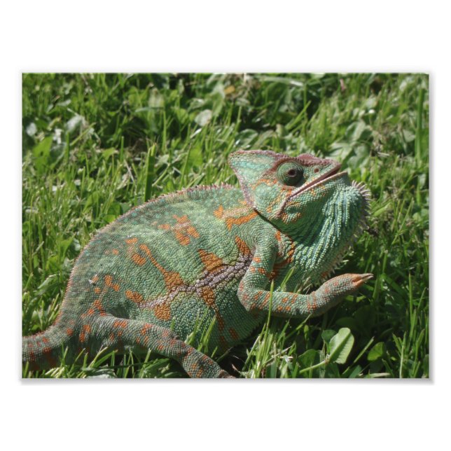 Aggressives Chameleon Foto Print (Vorne)
