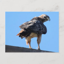 Agitated Red Schwanz Hawk Postkarte