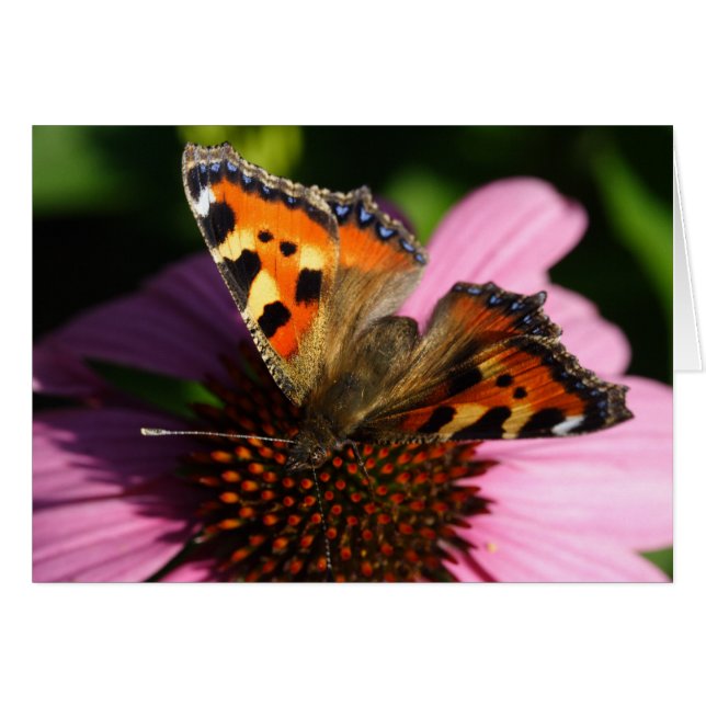 Aglais urticae (Vorderseite (Horizontal))