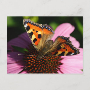 Aglais urticae postkarte