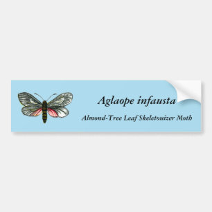 Aglaope infausta - Almond-Tree Leaf Skeletonizer Autoaufkleber