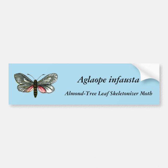 Aglaope infausta - Almond-Tree Leaf Skeletonizer Autoaufkleber (Vorne)