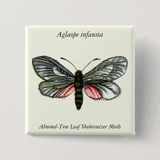 Aglaope infausta - Almond-Tree Leaf Skeletonizer Button (Vorderseite)