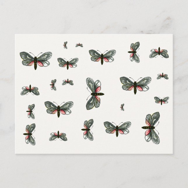 Aglaope infausta - Almond-Tree Leaf Skeletonizer Postkarte (Vorderseite)