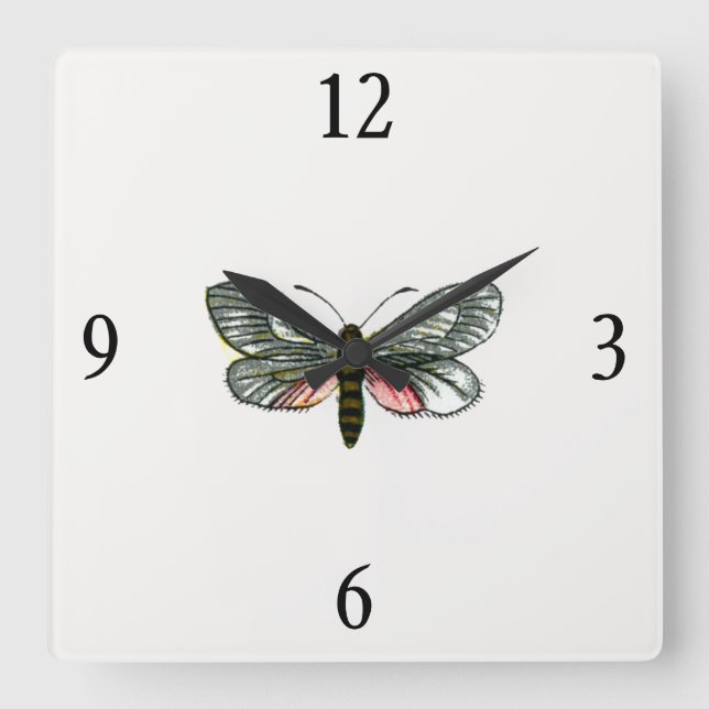 Aglaope infausta - Almond-Tree Leaf Skeletonizer Quadratische Wanduhr (Vorderseite)