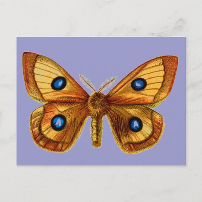 Aglia Tau männlich Postkarte (Vorderseite)