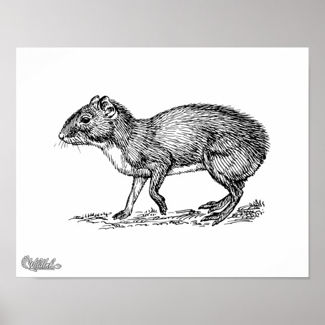 Agouti Poster (Vorne)