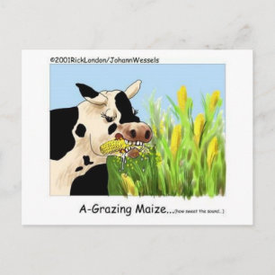 Agrazin' Maze Funny Cow Cartoon gibt Sammlerstücke Postkarte