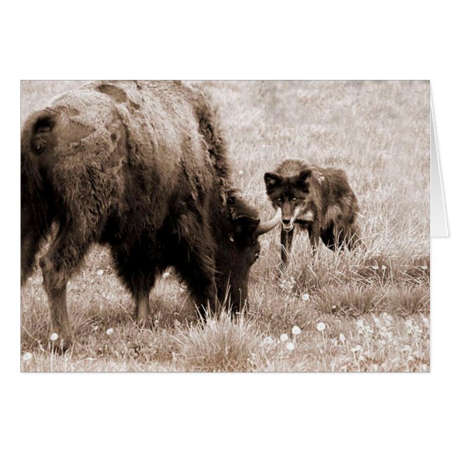 Agressiver Bison und schwarzer Wolf (Vorderseite (Horizontal))