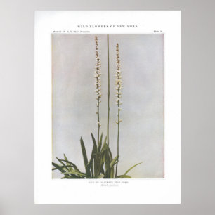 Ague oder Colicroot; Star Grass - Aletris farinosa Poster