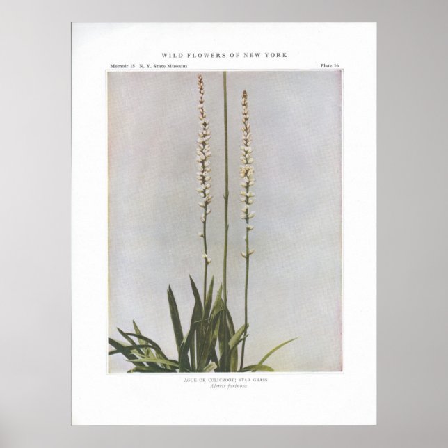 Ague oder Colicroot; Star Grass - Aletris farinosa Poster (Vorne)