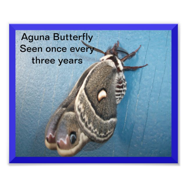 Aguna Butterfly Foto Erweiterung (Vorne)