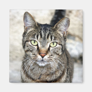 Ägypten Cat Magnet