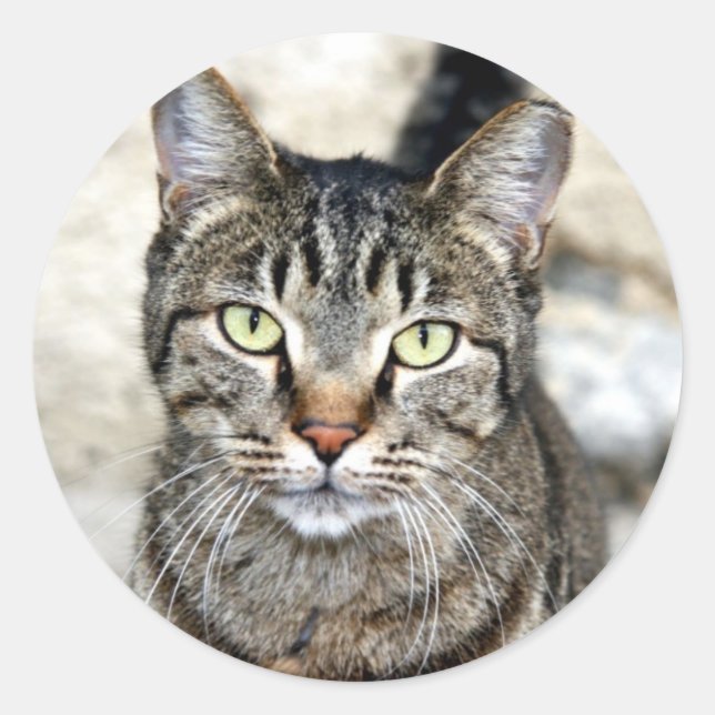 Ägypten Cat Runder Aufkleber (Vorderseite)