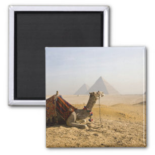 Ägypten, Kairo. Ein einsames Kamel blickt über die Magnet