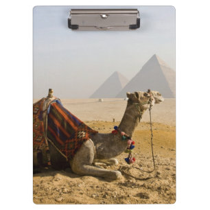 Ägypten, Kairo. Ein einsames Kamel Klemmbrett