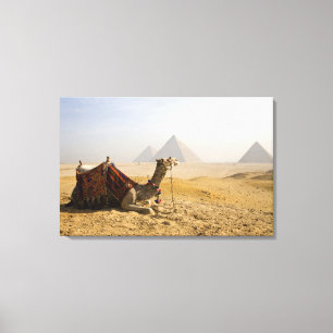 Ägypten, Kairo. Ein einsames Kamel Leinwanddruck