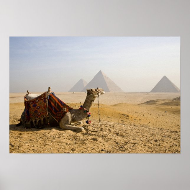 Ägypten, Kairo. Ein einsames Kamel Poster (Vorne)