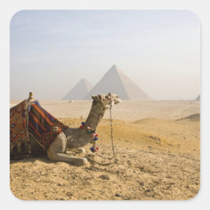 Ägypten, Kairo. Ein einsames Kamel Quadratischer Aufkleber