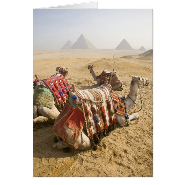 Ägypten, Kairo. Ruderkamele (Vorne)