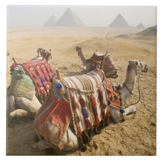 Ägypten, Kairo. Ruderkamele Fliese (Vorderseite)