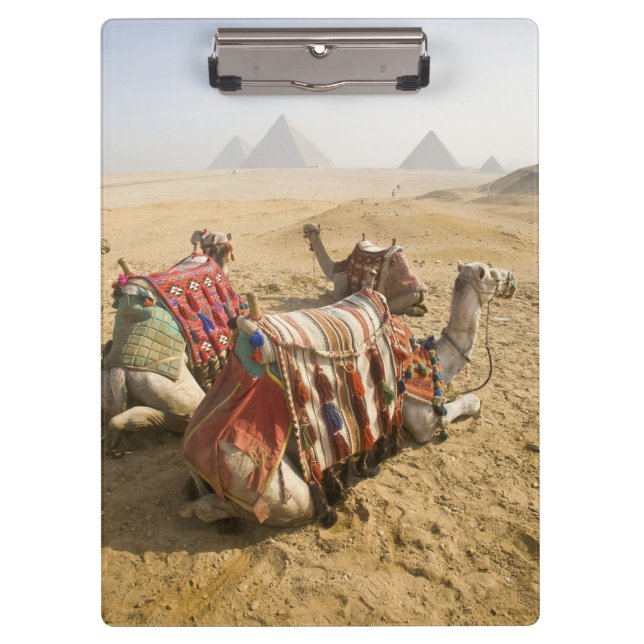 Ägypten, Kairo. Ruderkamele Klemmbrett (Vorderseite)