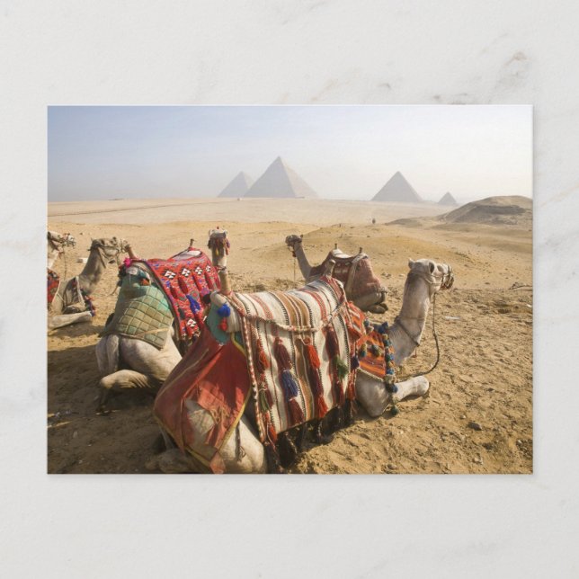 Ägypten, Kairo. Ruderkamele Postkarte (Vorderseite)