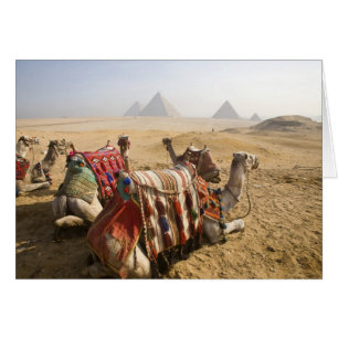 Ägypten, Kairo. Ruhende Kamele
