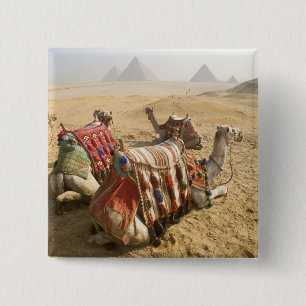 Ägypten, Kairo. Ruhende Kamele Button