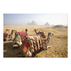 Ägypten, Kairo. Ruhende Kamele Fotodruck