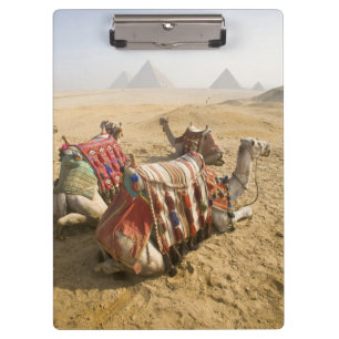 Ägypten, Kairo. Ruhende Kamele Klemmbrett