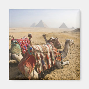 Ägypten, Kairo. Ruhende Kamele Magnet