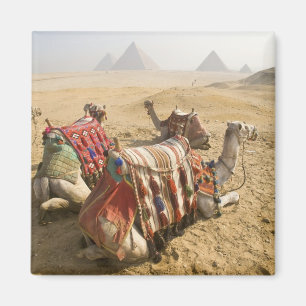 Ägypten, Kairo. Ruhende Kamele Magnet