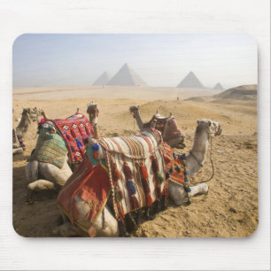 Ägypten, Kairo. Ruhende Kamele Mousepad
