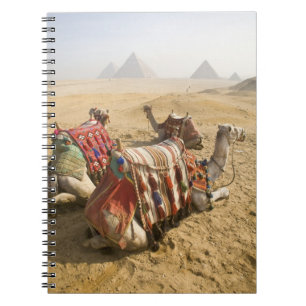 Ägypten, Kairo. Ruhende Kamele Notizblock