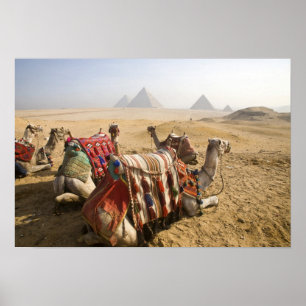 Ägypten, Kairo. Ruhende Kamele Poster