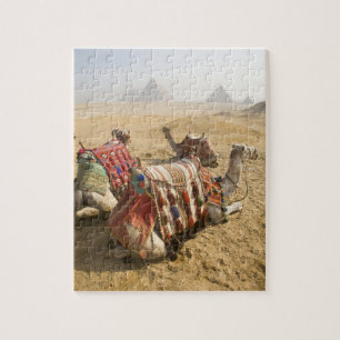 Ägypten, Kairo. Ruhende Kamele Puzzle