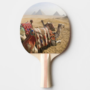 Ägypten, Kairo. Ruhende Kamele Tischtennis Schläger
