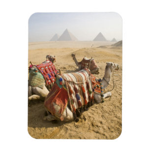 Ägypten, Kairo. Ruhige Kamele blicken über die Magnet