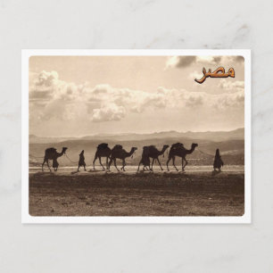 Ägypten - Kamele - Postkarte