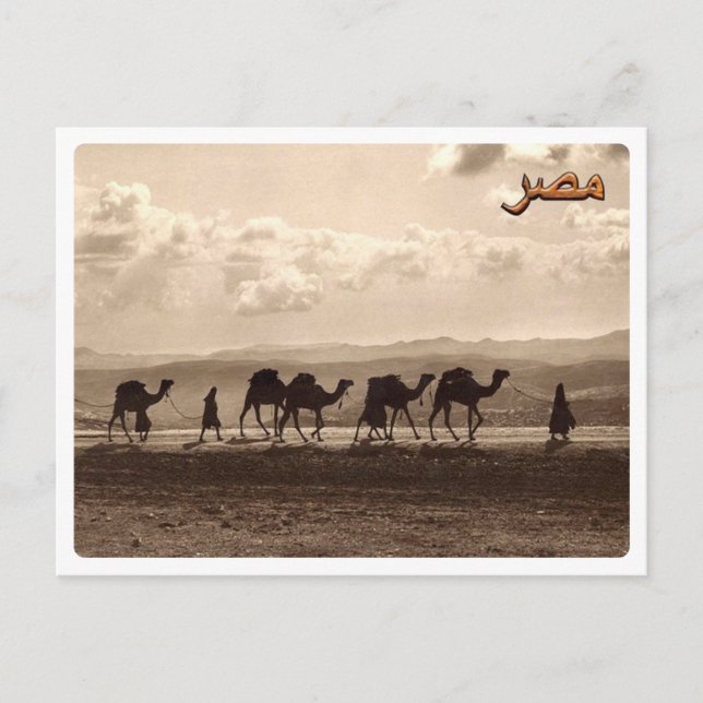 Ägypten - Kamele - Postkarte (Vorderseite)