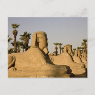 Ägypten, Luxor. Die Sphinxavenue führt Postkarte