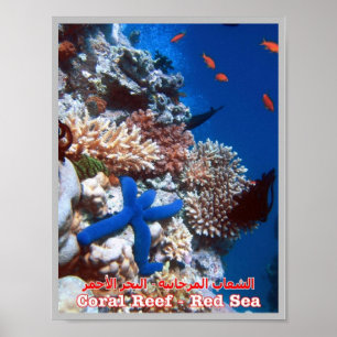 Ägypten - Rotes Meer - Barrier Reef - Poster