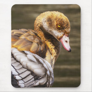Ägyptische Gans Nahaufnahme Wildlife Vogel Natur K Mousepad